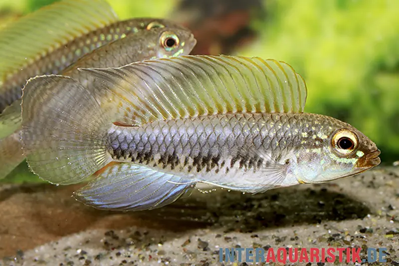Cichlidé nain à nageoires filamenteuses, Apistogramma iniridae, par couple
