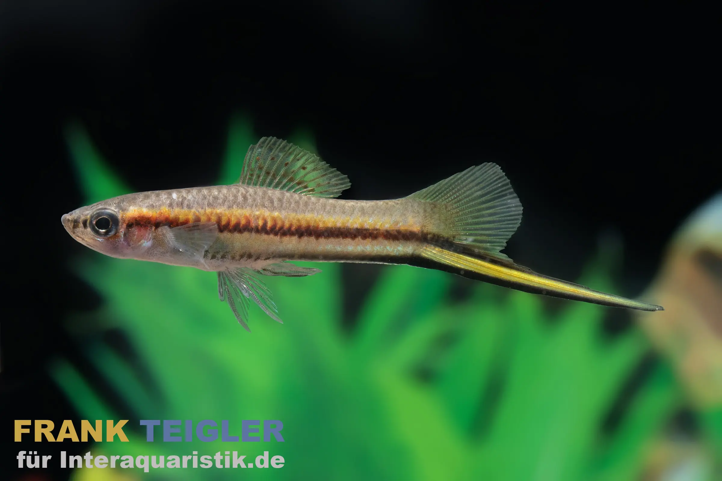 Porte-épée Rio Jalapa, Xiphophorus hellerii rio jalapa