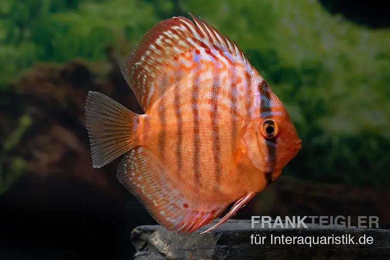 Discus élevage asiatique, Symphysodon discus Super turquoise (Purple turquoise)