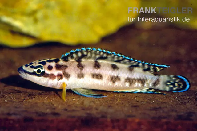 Cichlidé élancé noir et blanc, Julidochromis transcriptus gombe, 3-5 cm