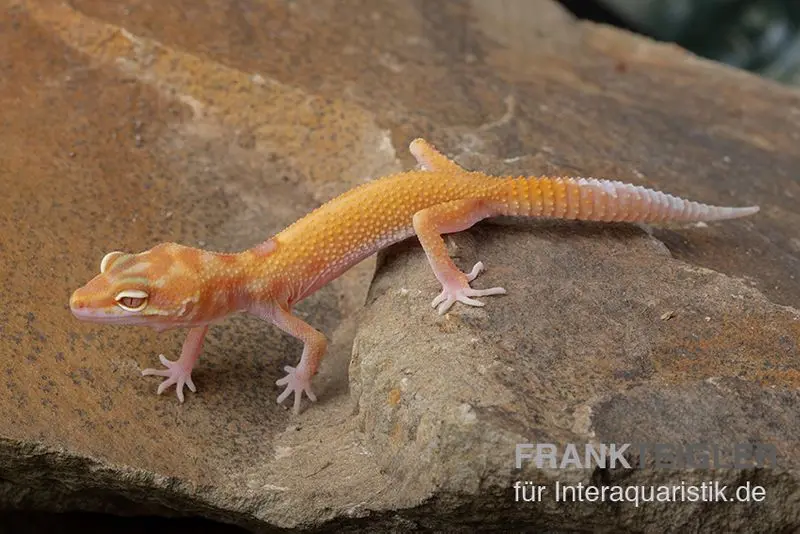 Gecko léopard, Eublepharis macularius, RADAR