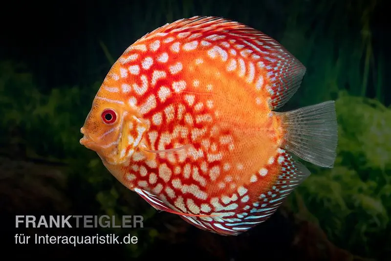 Discus élevage asiatique, Symphysodon discus Red Magic