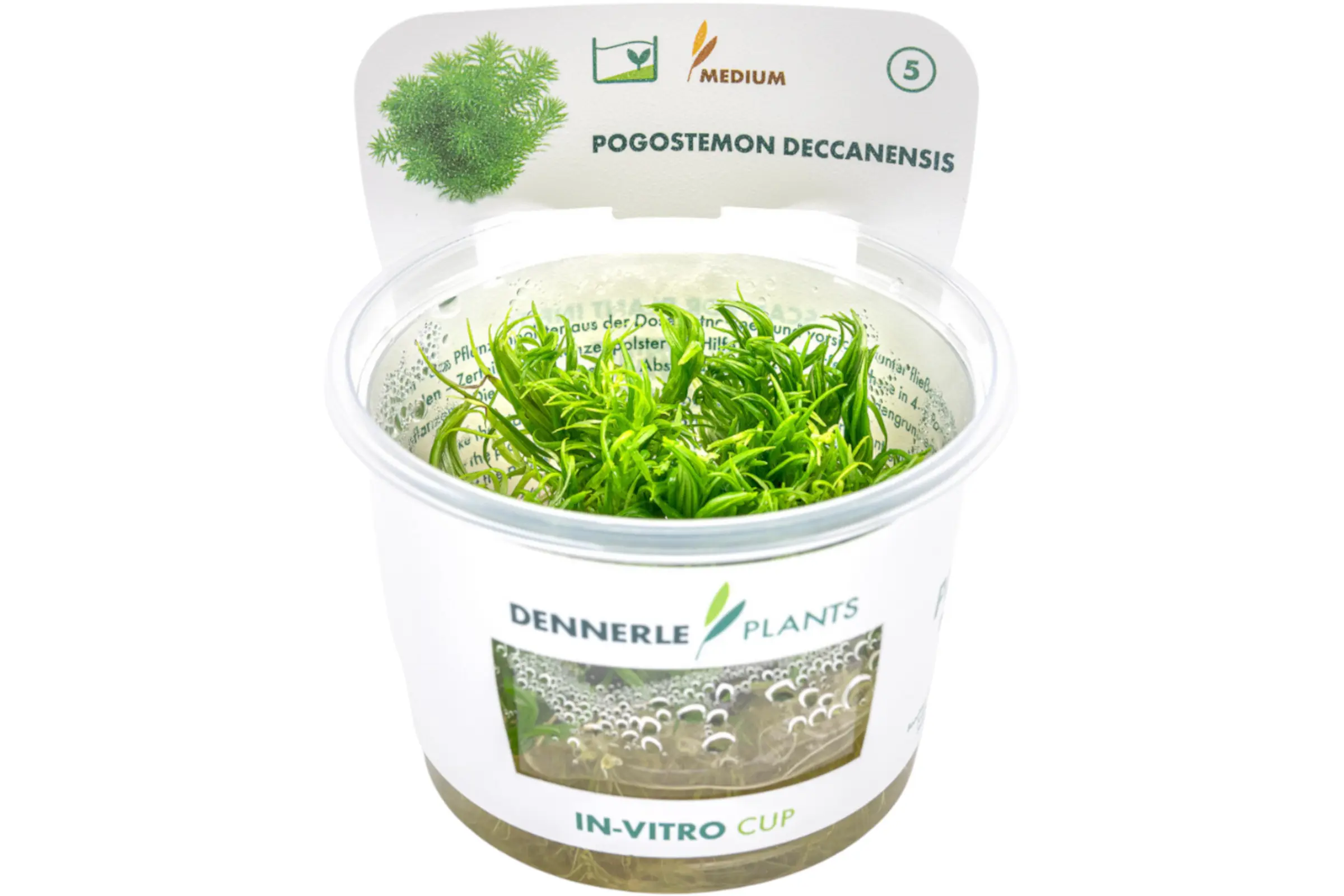 Pogostémon indien, Pogostemon deccanensis (erectus), In Vitro