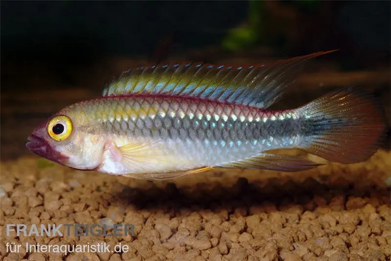 Cichlidé nain Wilhelmi, Apistogramma sp. wilhelmi