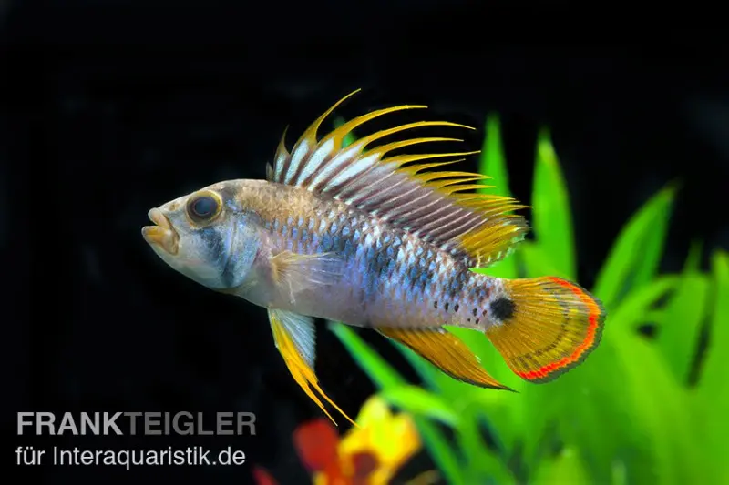 Cichlidé nain Inka, Apistogramma baenschi inka, par couple