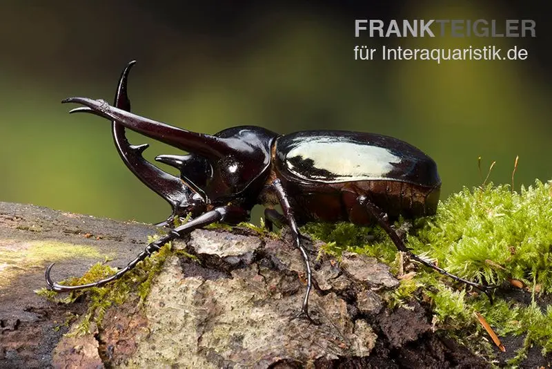 Scarabée du Caucase, Chalcosoma caucasus, mixte