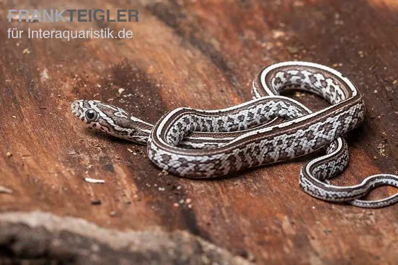 Serpent des blés, Pantherophis guttatus GHOST TESSERA