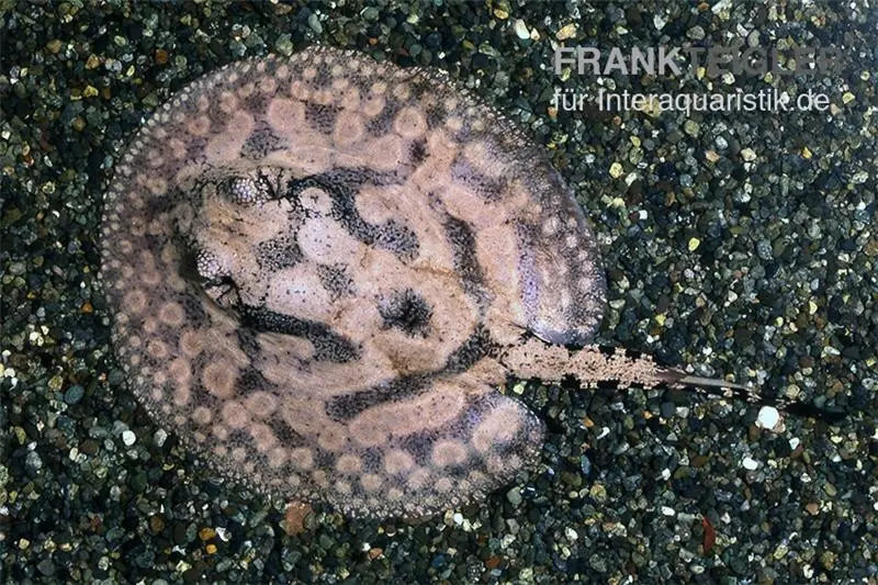 Raie à aiguillon, Potamotrygon hystrix