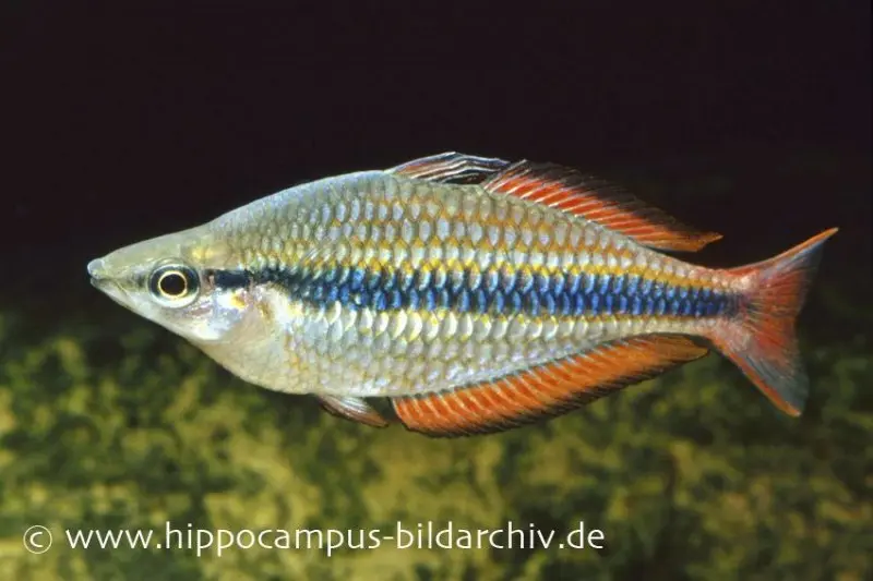 Poisson arc-en-ciel bijou, Melanotaenia trifasciata