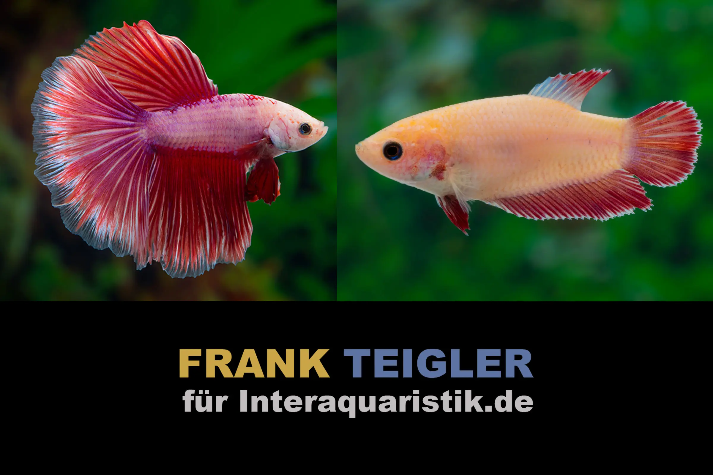 Couple : combattant Halfmoon Lavender, Betta splendens