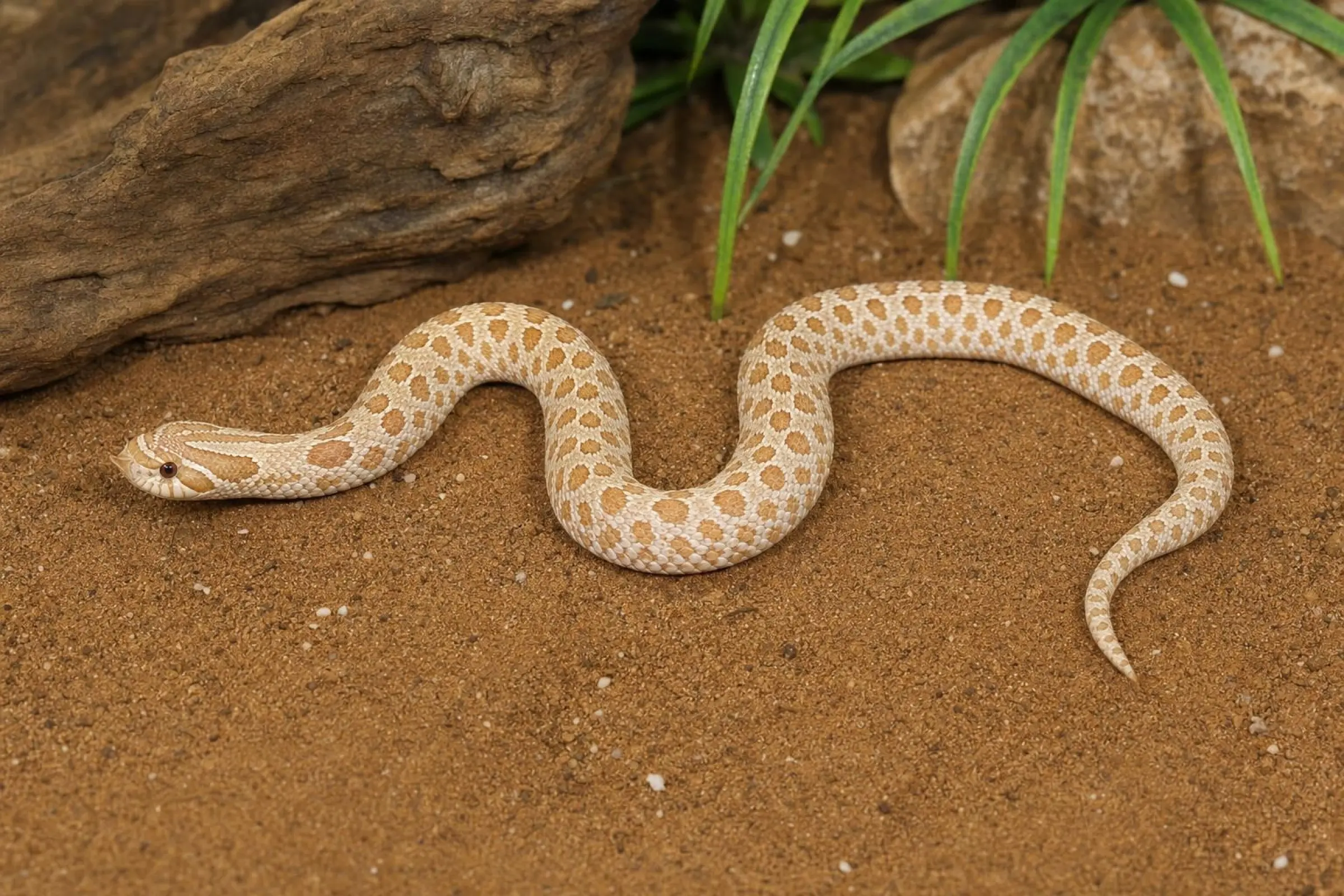 Couleuvre à groin occidentale « Hypo », Heterodon nasicus