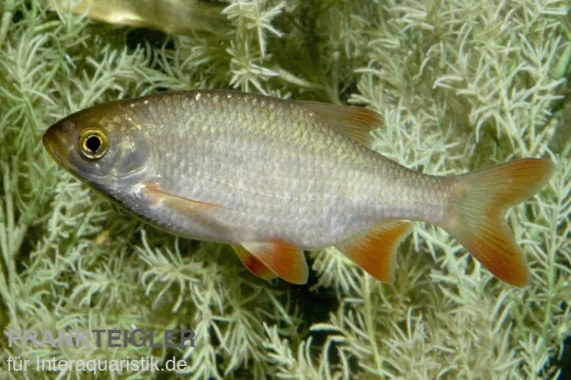 Rotengle, Scardinius erythrophthalmus, 7-10 cm (eau froide)
