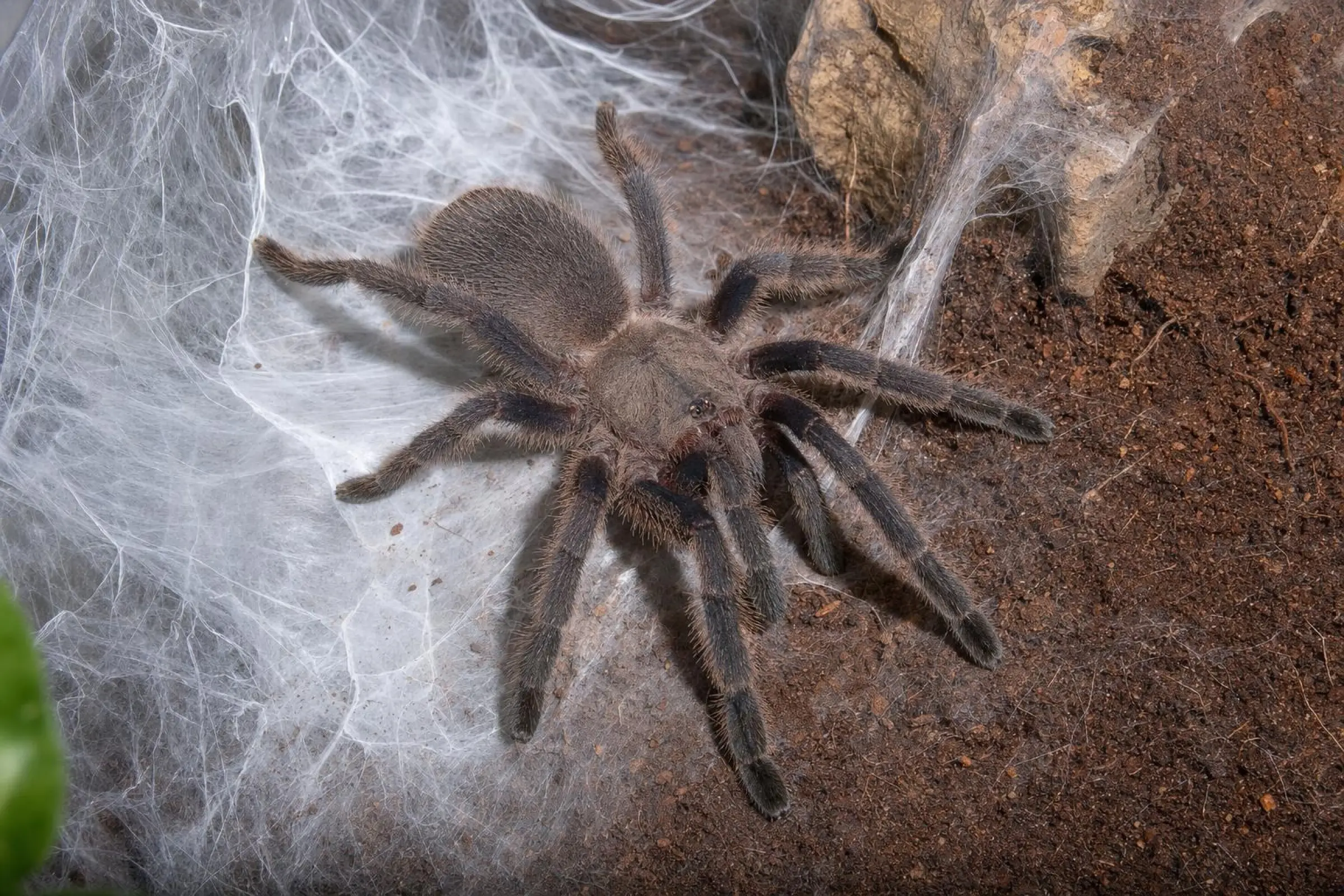 Mygale de Kaeng Krachan, Chilobrachys kaeng krachan