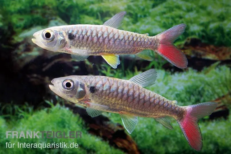 Tétra brillant à nageoires rouges, Chalceus erythrurus, 5-6 cm