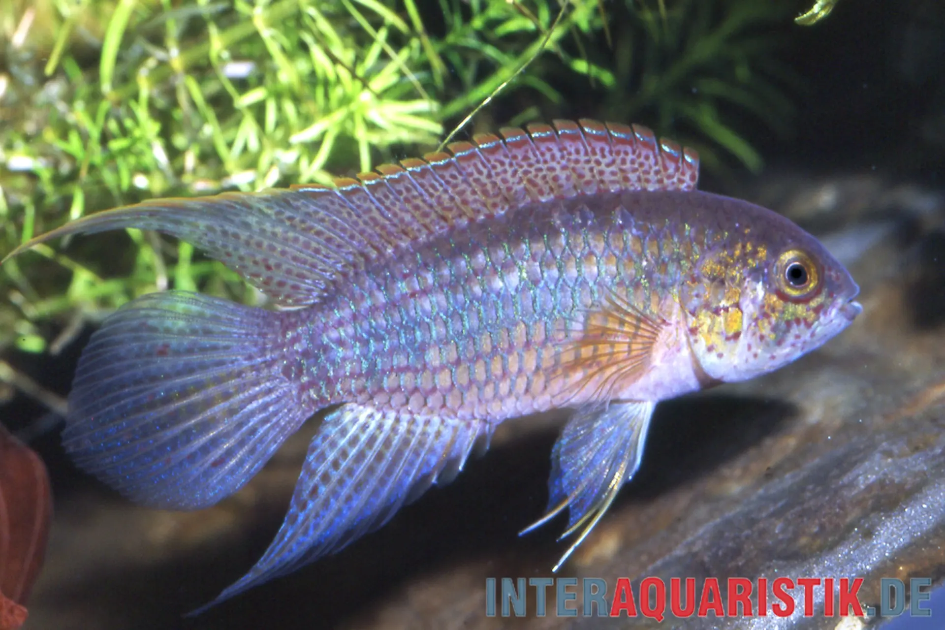 Cichlidé nain à tête dorée, Nannacara aureocephalus
