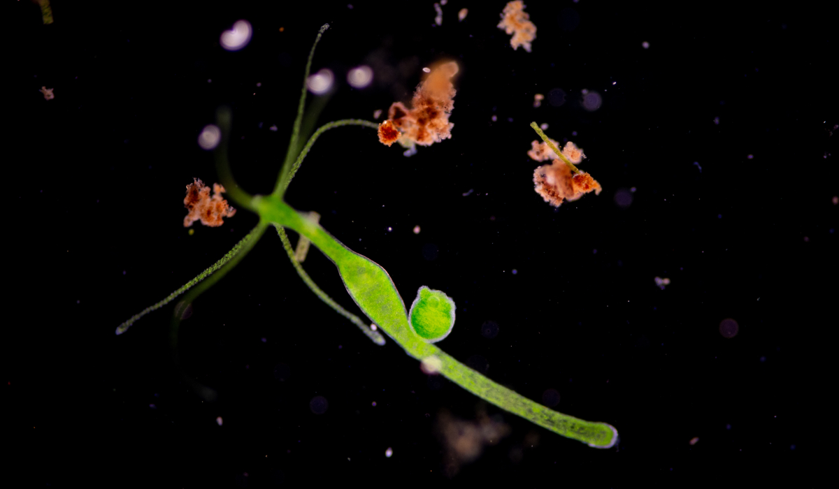 Hydra im Aquarium Grüne Hydra (ydra viridus)