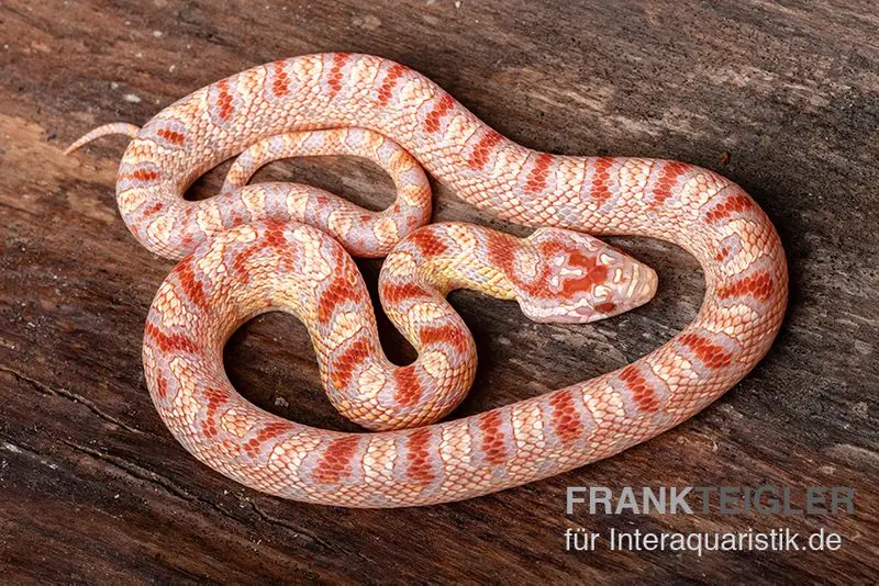 Serpent des blés, Pantherophis guttatus SUPER AMEL