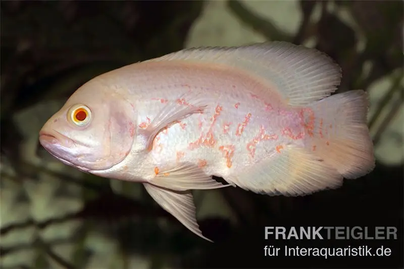 Oscar albinos rouge, cichlidé œillé, Astronotus ocellatus