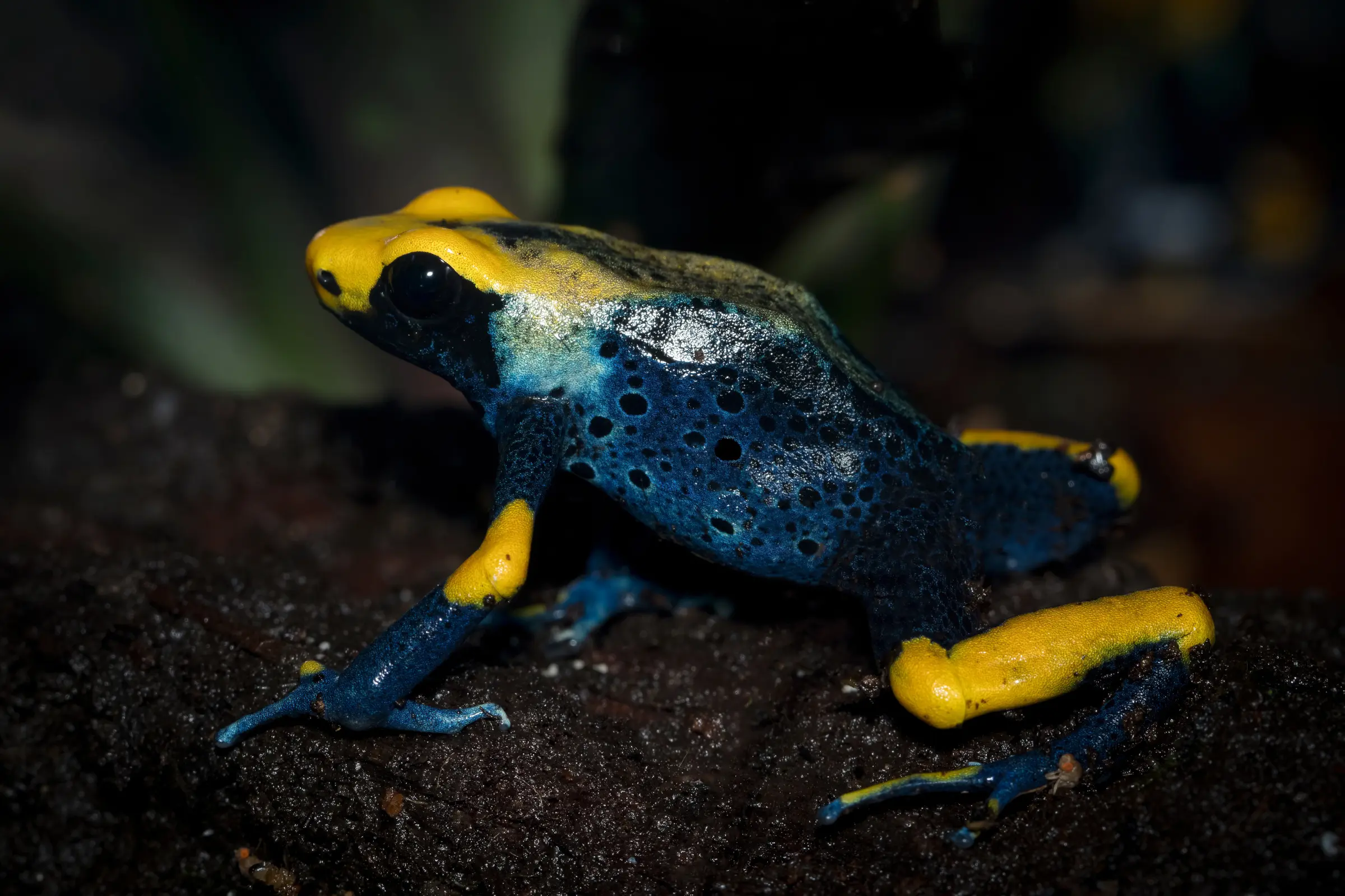 Grenouille tinctoriale Tumucumaque, Dendrobates tinctorius