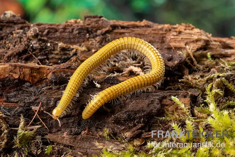Mille-pattes Golden Cave, Spiroboulus sp. « Golden Cave »