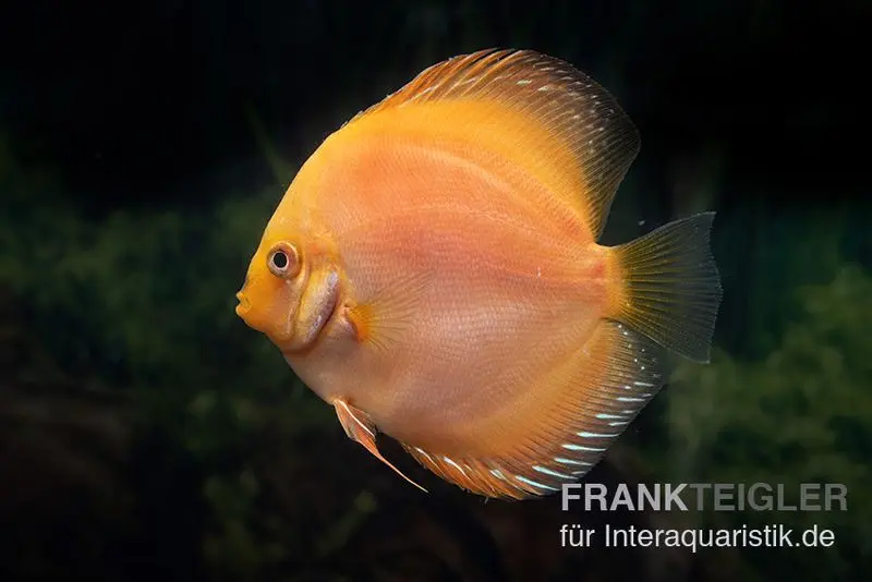 Discus élevage asiatique, Symphysodon discus Yellow & white daimond