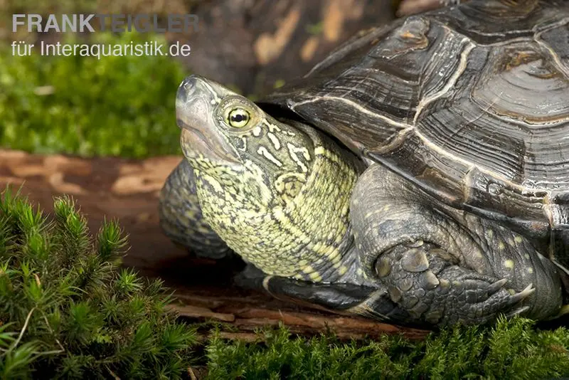 Tortue chinoise à trois carènes, Mauremys reevesii