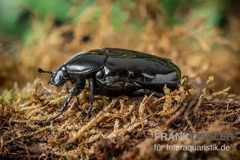 Cétoine noire des roses, Diplognatha gagates