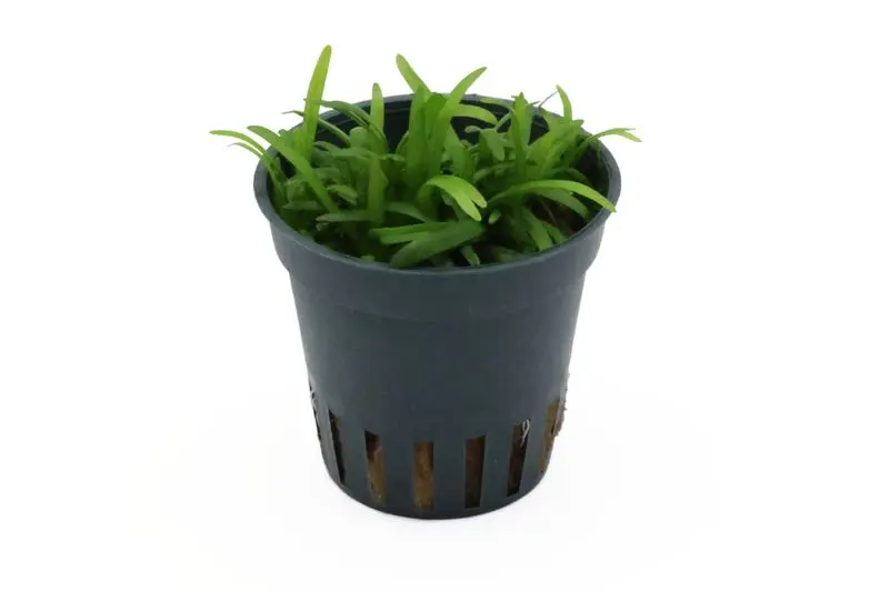 Sagittaire naine, Sagittaria subulata var. pusilla, en pot