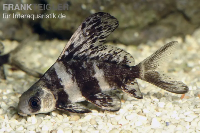 Wimpelkarpfen, Myxocyprinus asiaticus (eau froide & eau chaude), différentes tailles