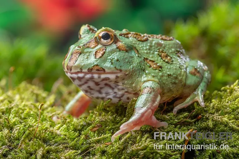 Grenouille Pacman Peppermint, Ceratophrys cranwelli peppermint