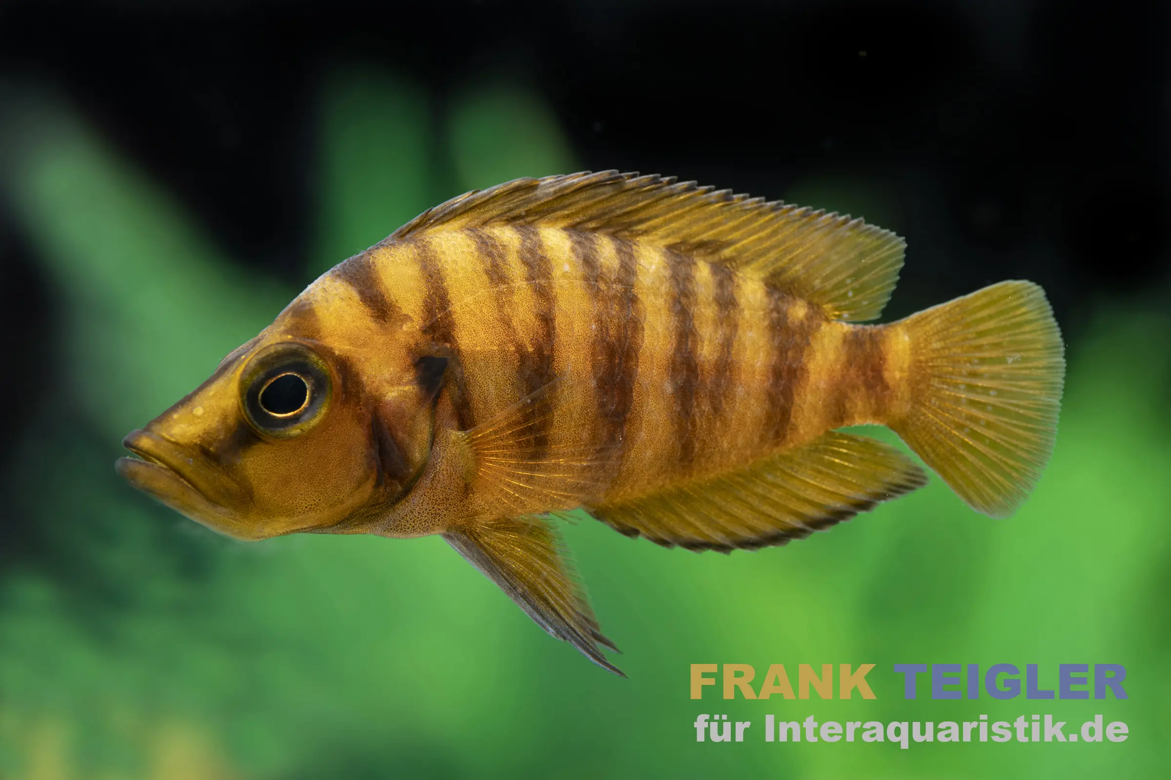 Cichlidé pintade jaune, Altolamprologus calvus yellow