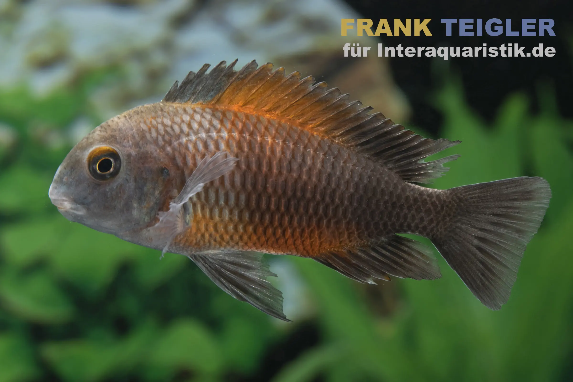 Moorii à large bande orange, Tropheus moorii « Bemba », élevage allemand
