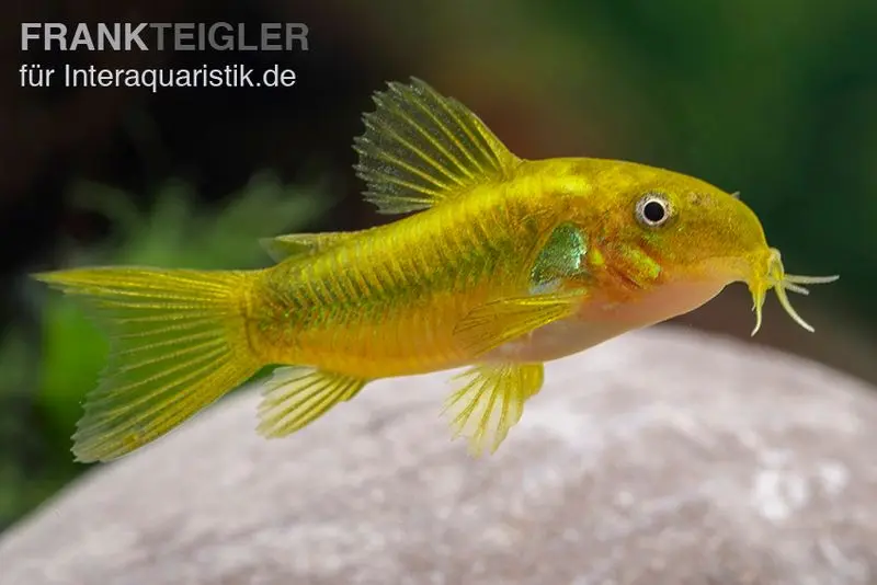 Corydoras à bande verte, Corydoras venazuelanus « Green stripe » CW09