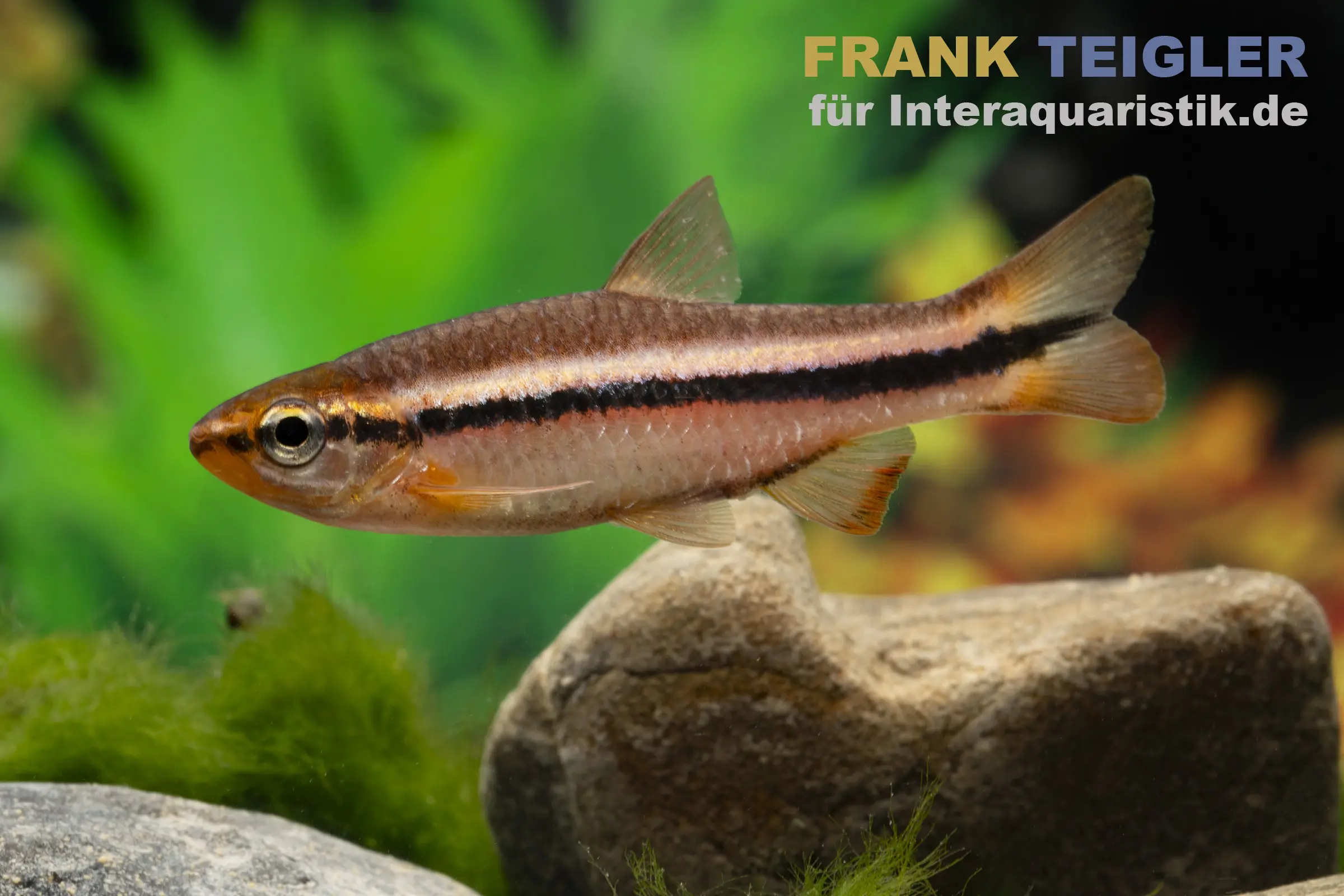 Rasbora de Belitung, Rasbora cf. patrickyapi « Belitung »