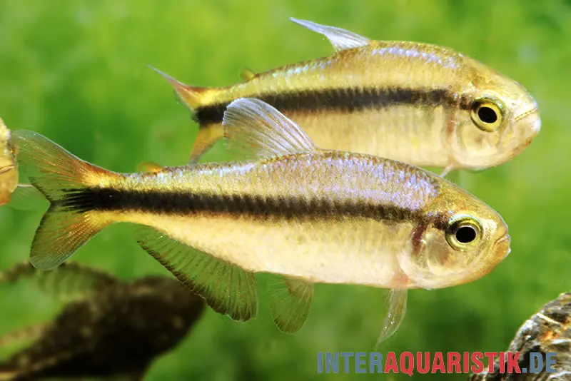 Lapis-tétra, Hyphessobrycon cyanotaenia