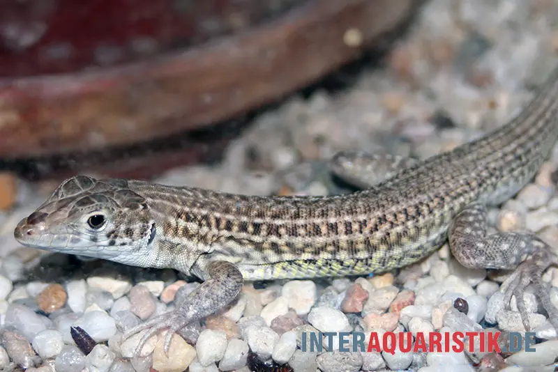 Lézard panthère égyptien à doigts frangés, Acanthodactylus pardalis