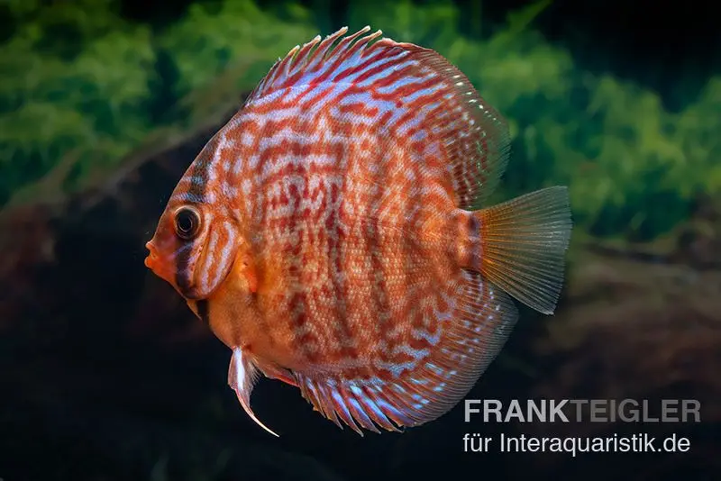 Discus élevage asiatique, Symphysodon discus Snake skin