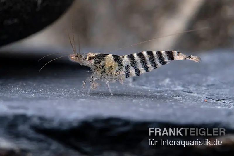 Crevette indienne rayée, Neocaridina babaulti