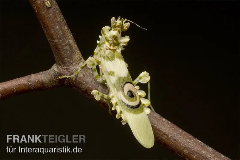 Mante fleur africaine, Pseudocreobotra wahlbergi