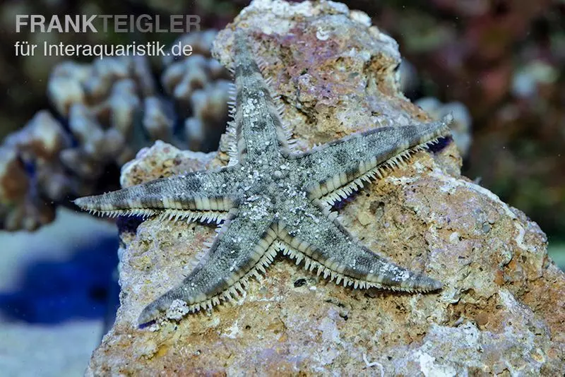 Étoile de mer fouisseuse, Archaster typicus
