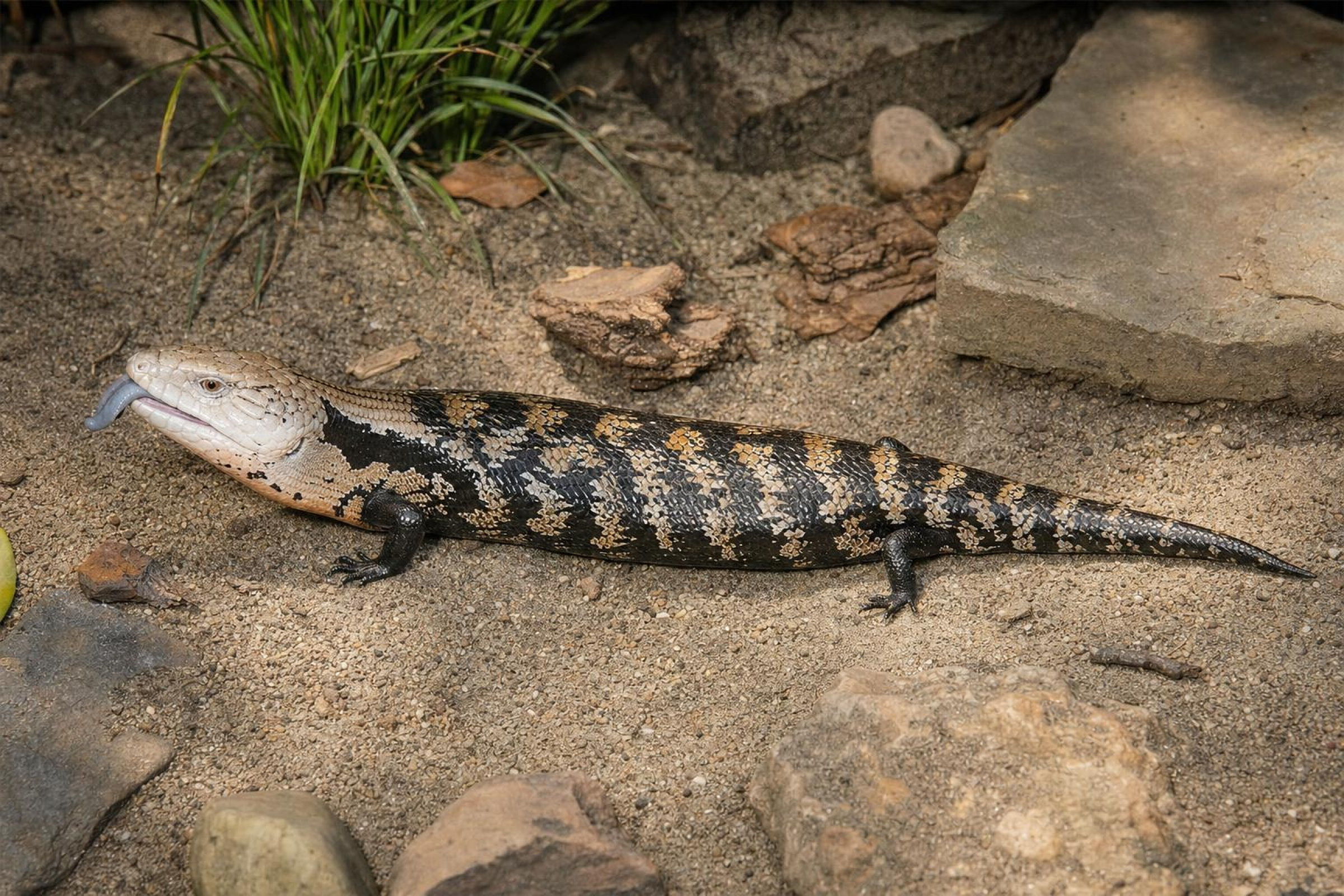 Scinque à langue bleue de Biak, Tiliqua gigas