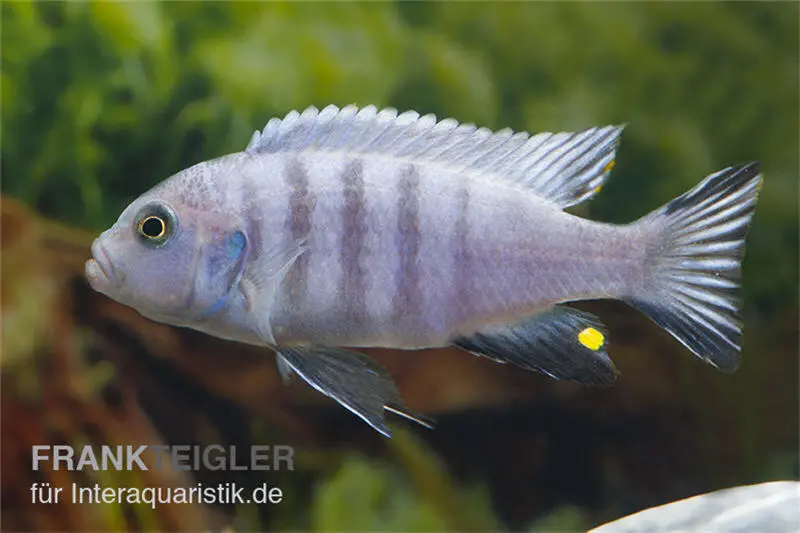 Tilapia à six bandes blanc, Cynotilapia afra White, 4-5 cm