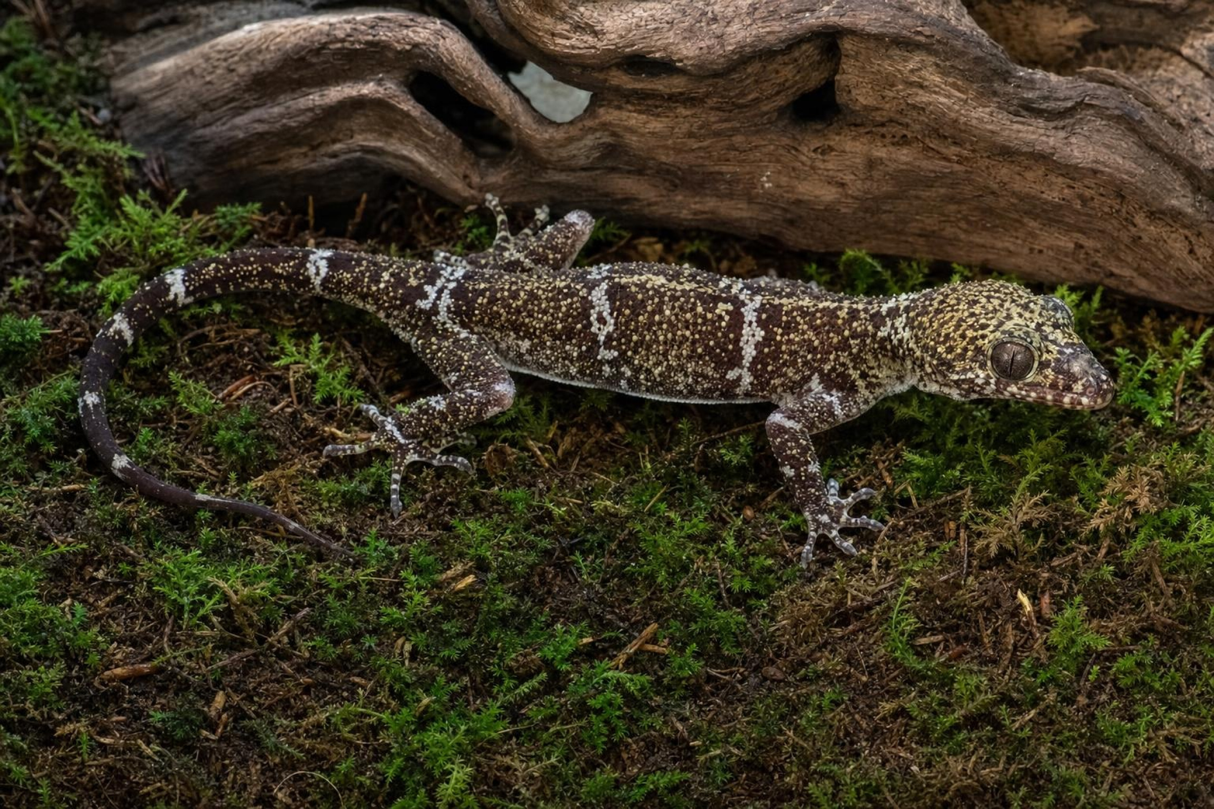 Gecko à doigts arqués aux yeux blancs, Cyrtodactylus elok