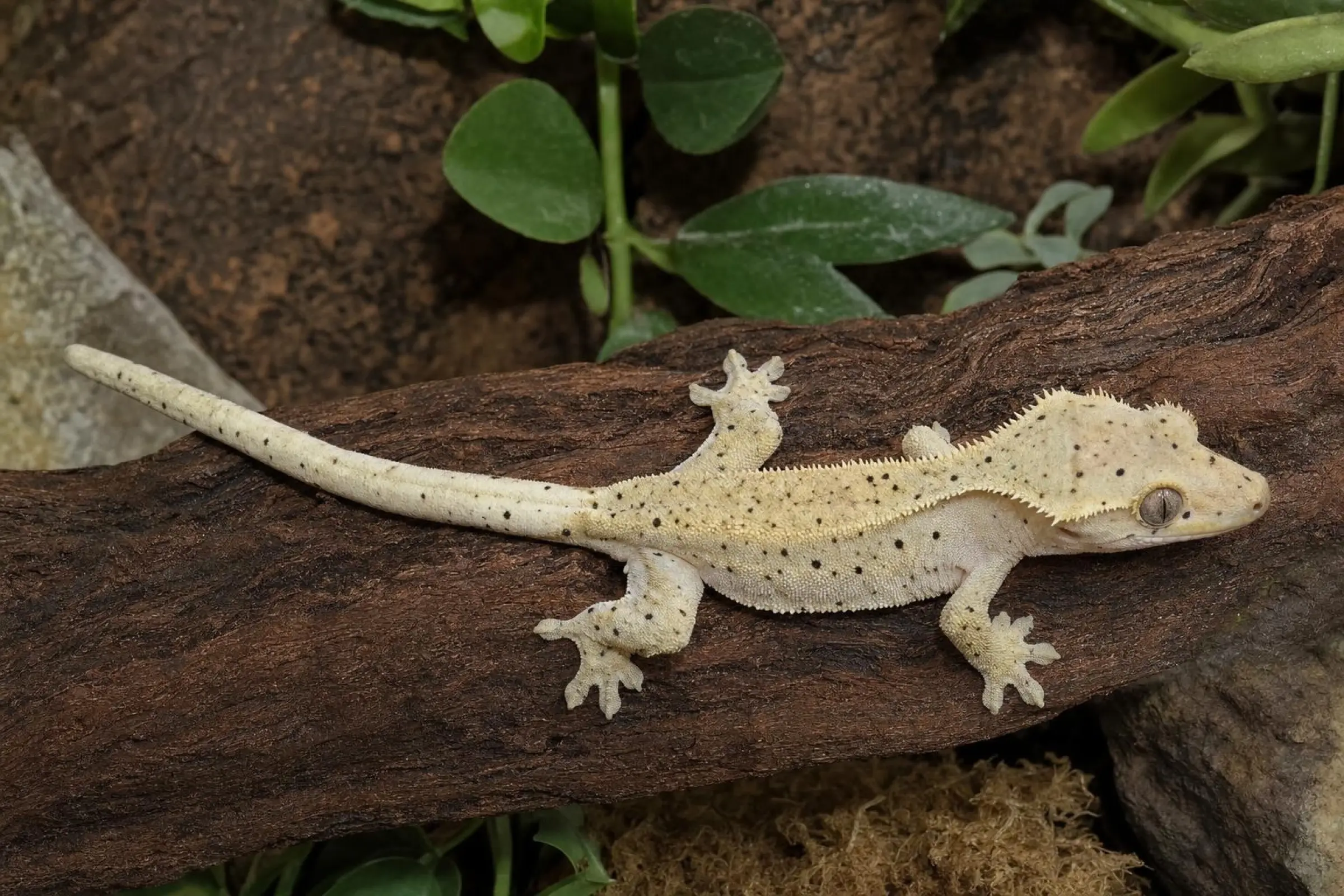 Gecko à crête Super Dalmatian, Correlophus ciliatus