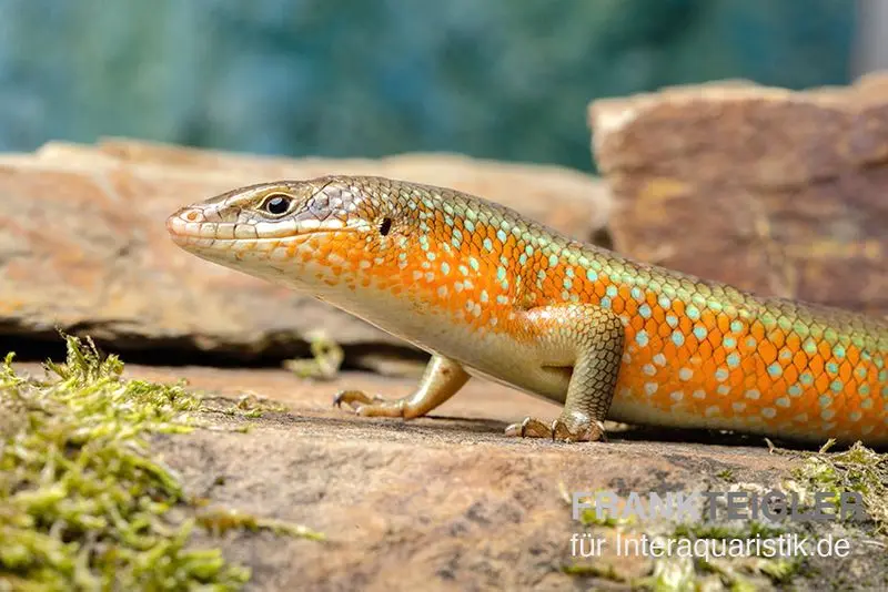 Scinque rouge du Togo, Mabuya perrotetii