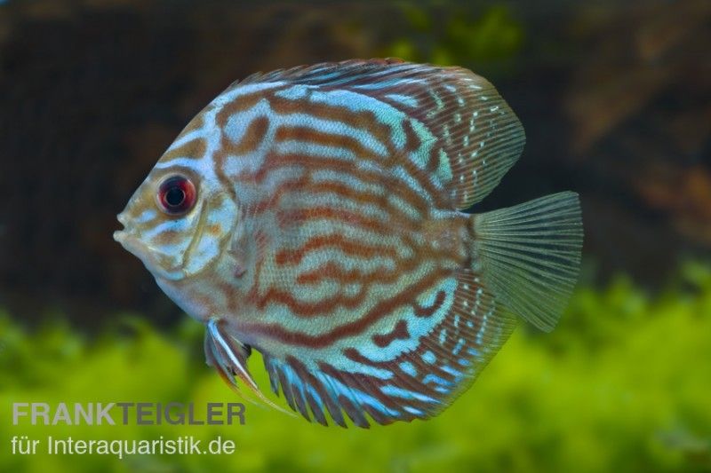 Wir führen Diskusfische aus Europa und Indonesien Bei und gibt es asiatische Diskusfische und europäische Nachzuchten