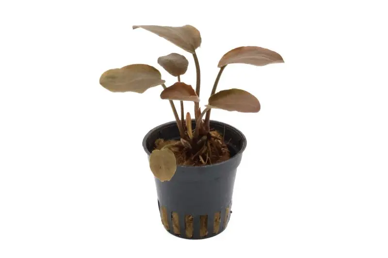 Lagenandra de Meebold rouge, Lagenandra meeboldii « Rot », en pot