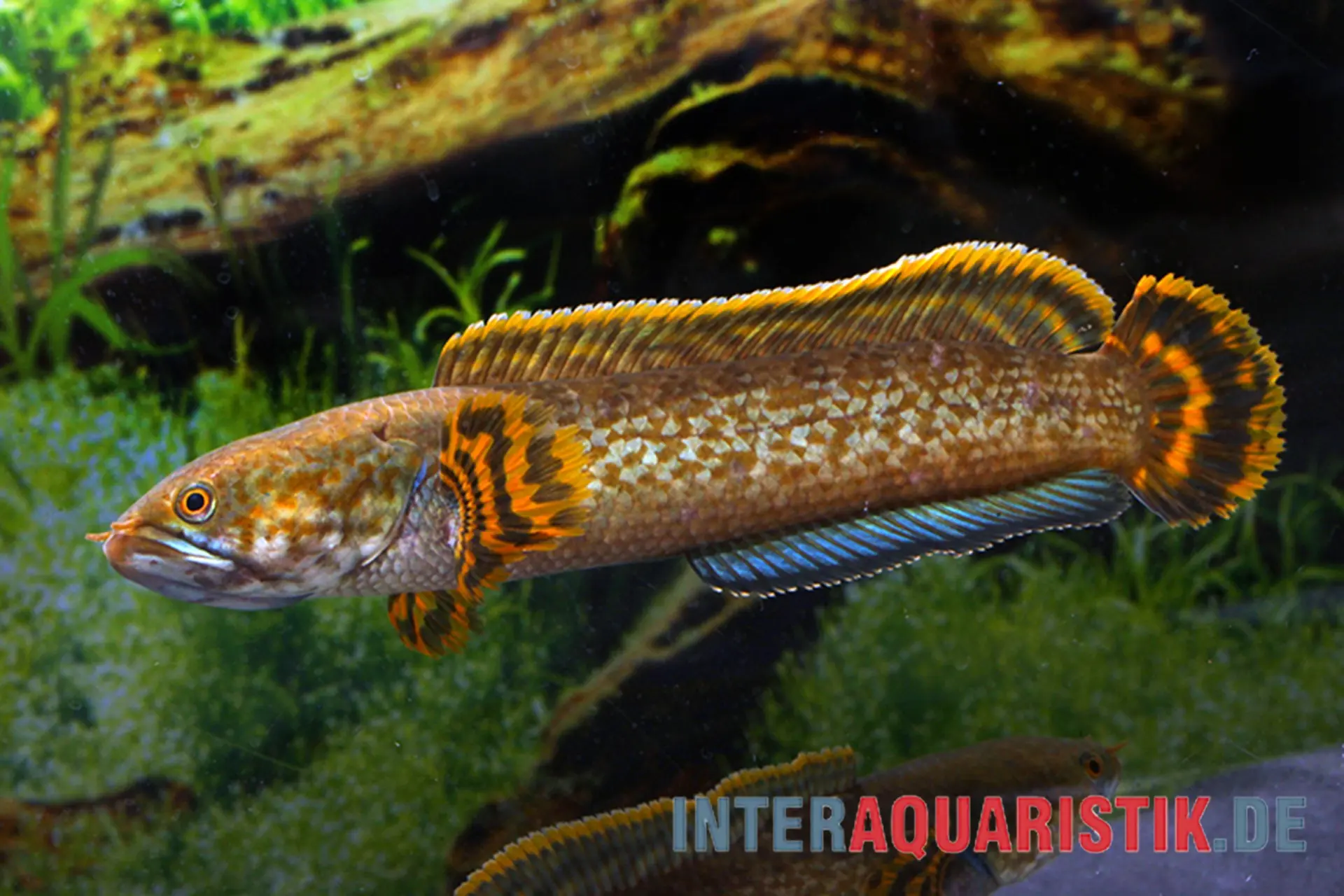 Poisson tête-de-serpent brun, Channa brunnea
