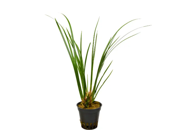Calamus, Acorus gramineus (plante de terrarium)