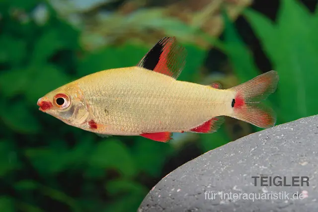Distichodus, Distichodus noboli